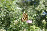 Waterford bridge, #428 butterfly on thistle