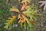 Grams Park, #1297 oak&nbsp;leaves