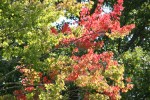 Grams Park, #13 colored leaves on&nbsp;branches