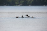 loon-5-loon-family