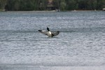 loon-9981-rising-from-lake