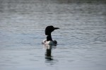 loon-9998-side-profile-of